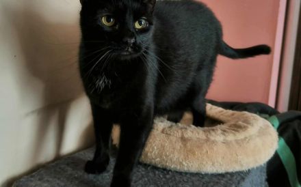 Schüchterne Hella sucht ein geduldiges, liebevolles Zuhause!