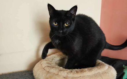 Schüchterne Hella sucht ein geduldiges, liebevolles Zuhause!