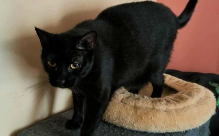 Schüchterne Hella sucht ein geduldiges, liebevolles Zuhause!