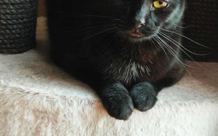 Schüchterne Hella sucht ein geduldiges, liebevolles Zuhause!