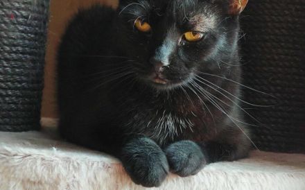 Schüchterne Hella sucht ein geduldiges, liebevolles Zuhause!