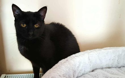 Schüchterne Hella sucht ein geduldiges, liebevolles Zuhause!