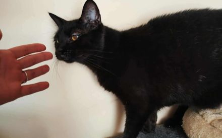 Schüchterne Hella sucht ein geduldiges, liebevolles Zuhause!