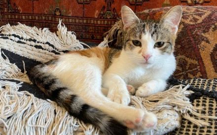 Jung und gutaussehend: Twinky sucht ihre Familie!