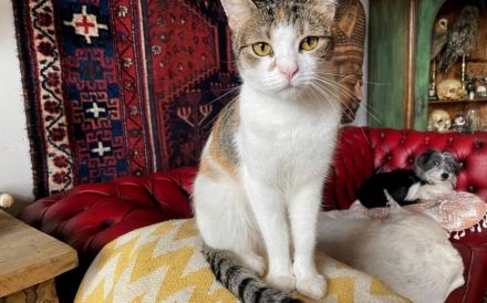 Jung und gutaussehend: Twinky sucht ihre Familie!