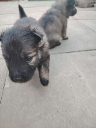 Wolfsspitz Welpen ab Früh Jahr 2026