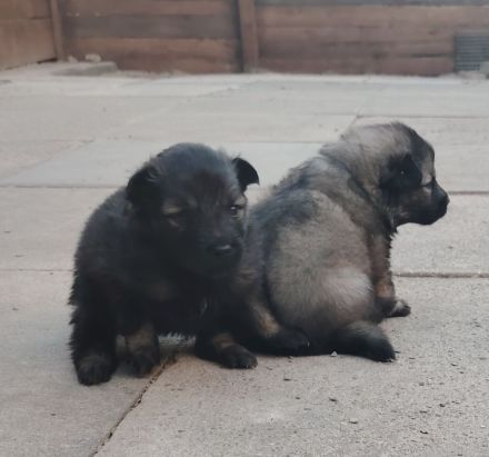 Wolfsspitz Welpen ab Früh Jahr 2026