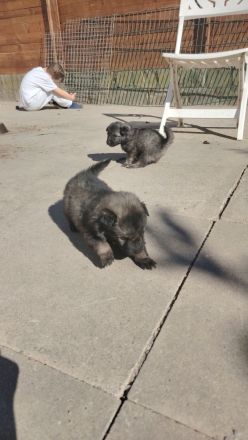 Wolfsspitz Welpen ab Früh Jahr 2026