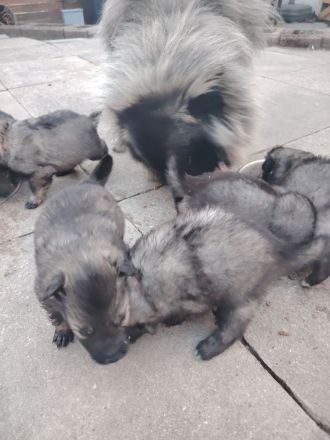 Wolfsspitz Welpen ab Früh Jahr 2026