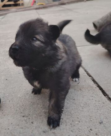 Wolfsspitz Welpen ab Früh Jahr 2026