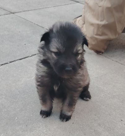 Wolfsspitz Welpen ab Früh Jahr 2026