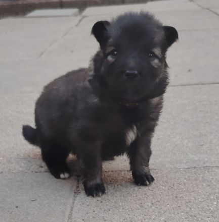 Wolfsspitz Welpen ab Früh Jahr 2026