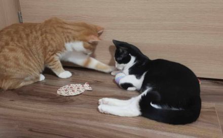 Garfield - Schönheit sucht Familie