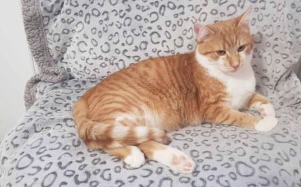 Garfield - Schönheit sucht Familie