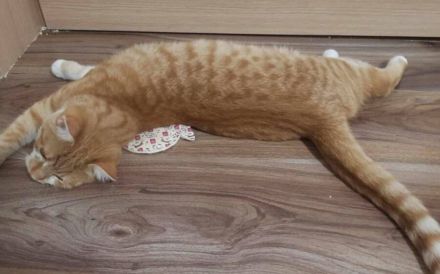 Garfield - Schönheit sucht Familie