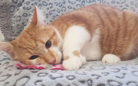 Garfield - Schönheit sucht Familie