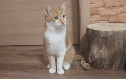 Garfield - Schönheit sucht Familie