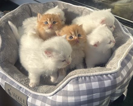 Süße BLH/BKH Kitten