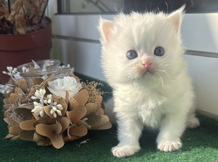 Süße BLH/BKH Kitten