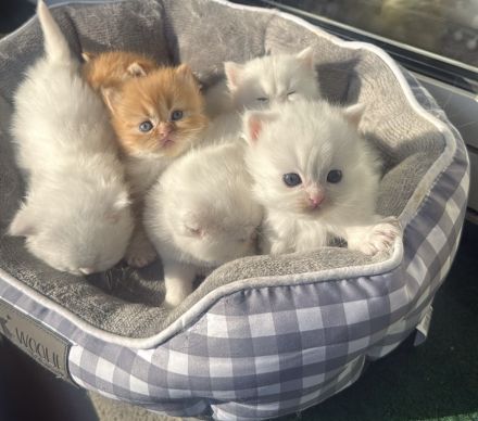 Süße BLH/BKH Kitten