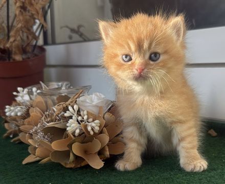 Süße BLH/BKH Kitten