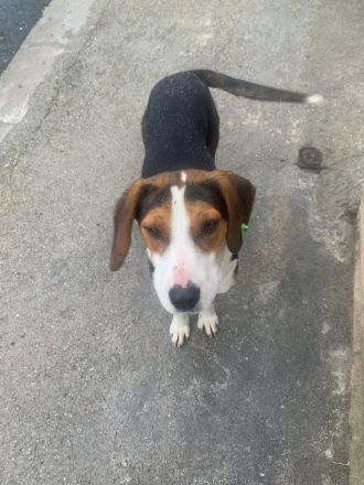 Baly- Abenteuer an deiner Seite⭐️🐶