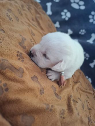 Reinrassige Labradorwelpen zu verkaufen