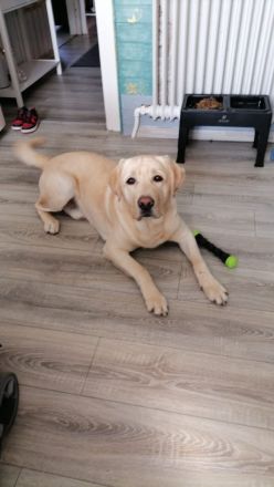 Reinrassige Labradorwelpen zu verkaufen