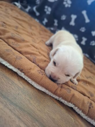 Reinrassige Labradorwelpen zu verkaufen