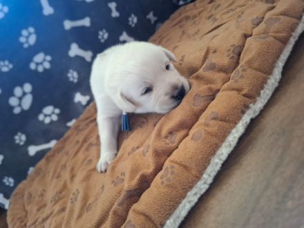 Reinrassige Labradorwelpen zu verkaufen