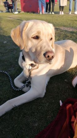 Reinrassige Labradorwelpen zu verkaufen