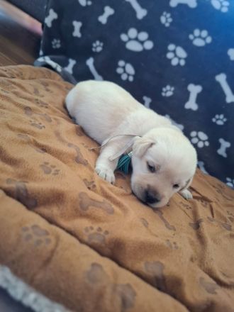 Reinrassige Labradorwelpen zu verkaufen