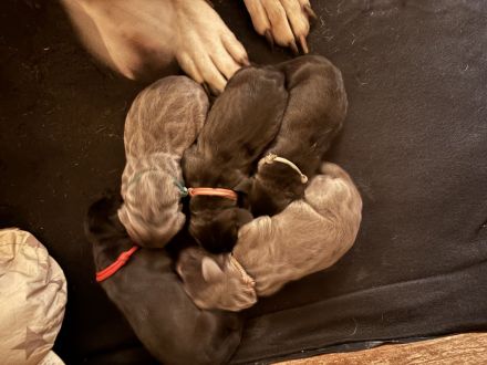 Tolle Deutsche Doggen Welpen suchen Bestplatz