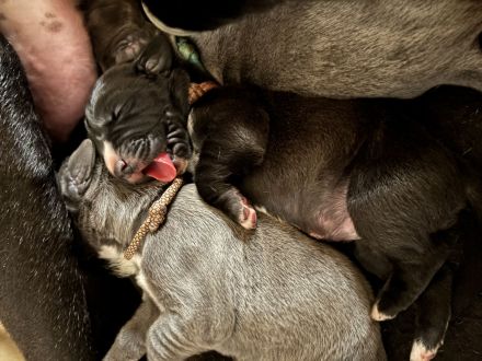 Tolle Deutsche Doggen Welpen suchen Bestplatz