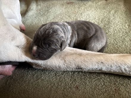 Tolle Deutsche Doggen Welpen suchen Bestplatz