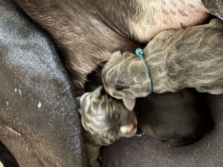 Tolle Deutsche Doggen Welpen suchen Bestplatz