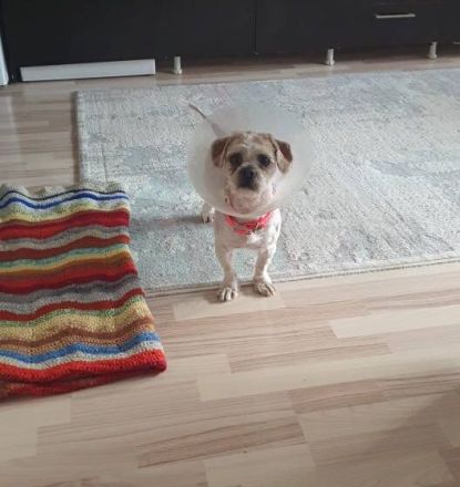 Kleiner Skippy - große Persönlichkeit