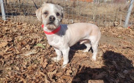 Kleiner Skippy - große Persönlichkeit