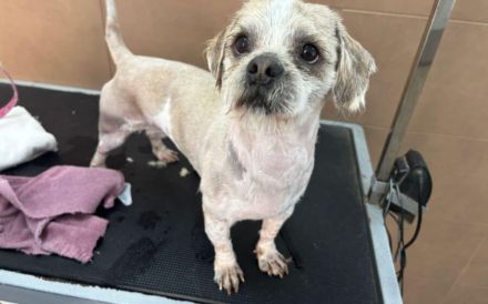 Kleiner Skippy - große Persönlichkeit