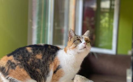 Nelli wünscht sich ein eigenes Zuhause