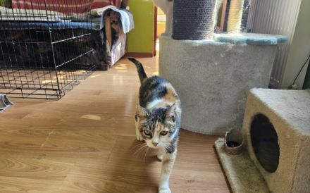 Nelli wünscht sich ein eigenes Zuhause