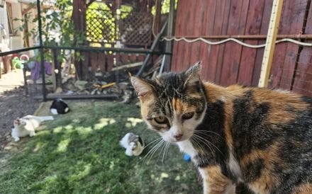 Nelli wünscht sich ein eigenes Zuhause