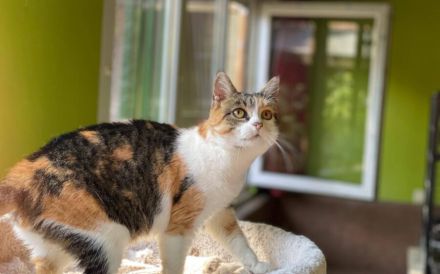 Nelli wünscht sich ein eigenes Zuhause