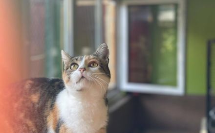 Nelli wünscht sich ein eigenes Zuhause