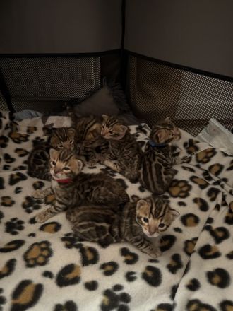 Reinrassige Bengalkitten
