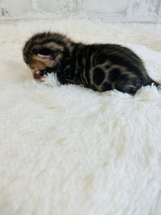 Reinrassige Bengalkitten