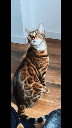 Reinrassige Bengalkitten