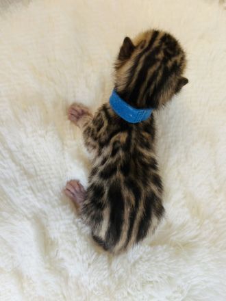 Reinrassige Bengalkitten
