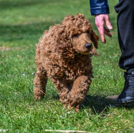 Königspudel / Großpudel in Fawn