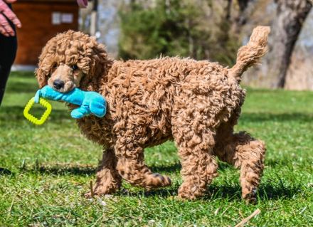 Königspudel / Großpudel in Fawn